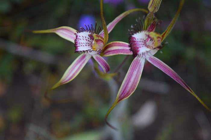 Caladenia - Orchid-spider-0055.JPG